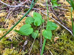 Campanula scouleri