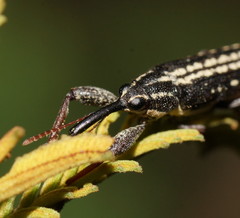 Rhinotia lineata