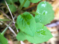 Campanula scouleri