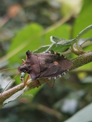 Pentatoma rufipes