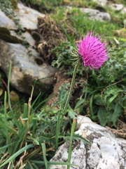 Carduus defloratus carlinifolius