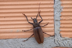 Mecosarthron buphagus