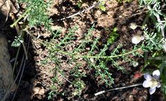 Pelargonium multiradiatum