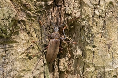 Mecosarthron buphagus