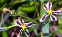 Pelargonium multiradiatum