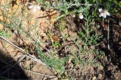 Pelargonium multiradiatum