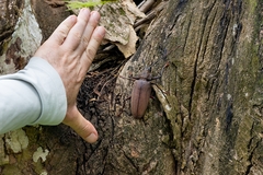 Mecosarthron buphagus