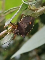 Pentatoma rufipes