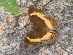 Junonia elgiva