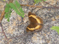 Junonia elgiva
