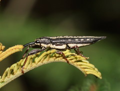 Rhinotia lineata