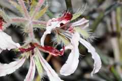 Pelargonium longifolium