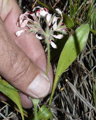 Pelargonium longifolium