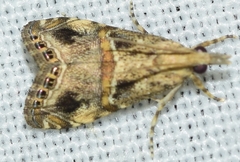 Euchromius cambridgei