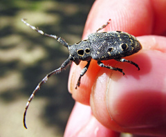 Mesosa curculionoides