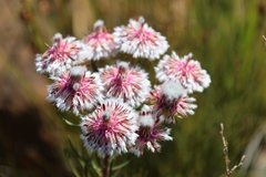 Phylecoideae