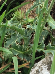 Carduus defloratus carlinifolius