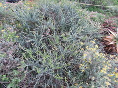 Manochlamys albicans