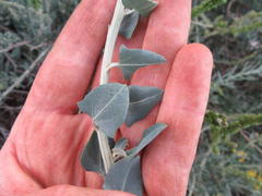 Manochlamys albicans