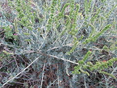 Manochlamys albicans