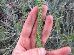 Manochlamys albicans