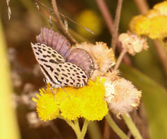 Tarucus sybaris linearis