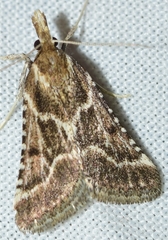 Stemmatophora borgialis