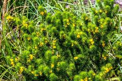 Aspalathus dahlgrenii