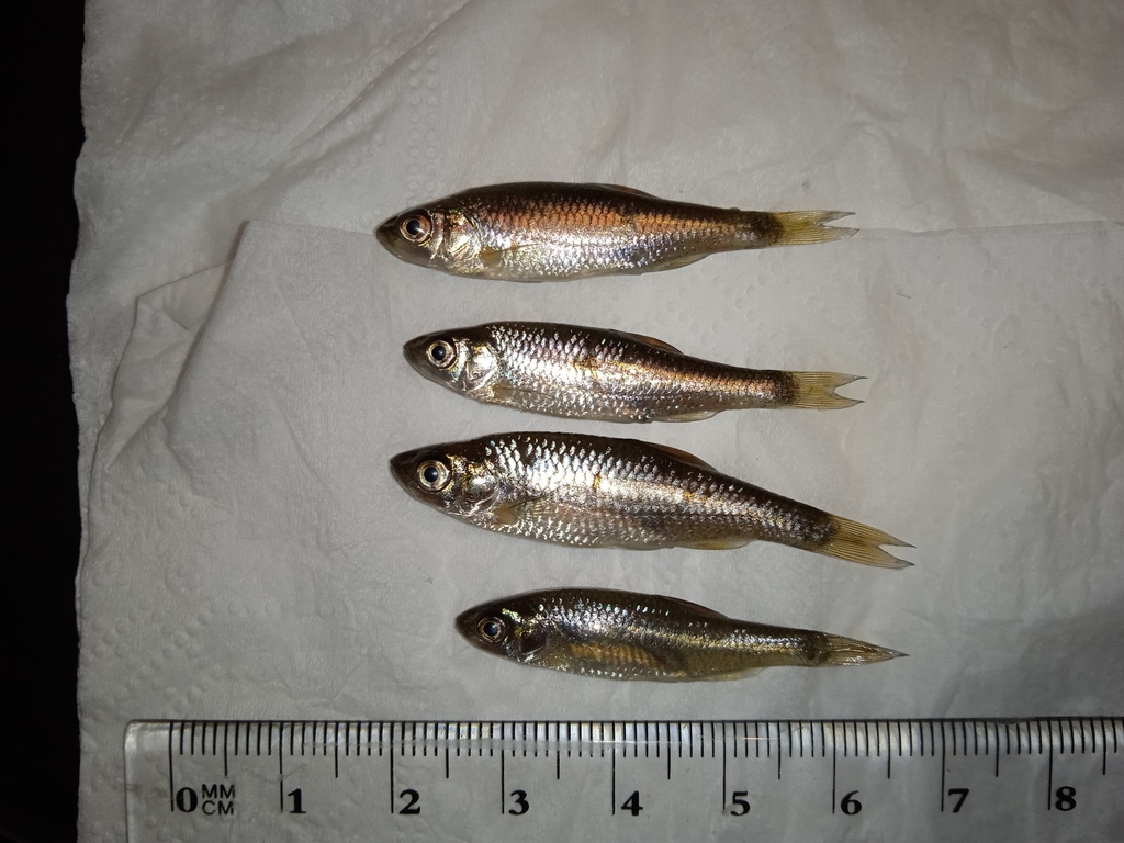 Aphips chub (Squalius aphipsi) — Cyprinidae