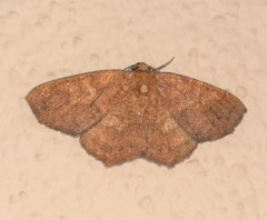 Periclina merana
