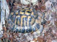 Testudo hermanni hermanni