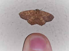Periclina merana