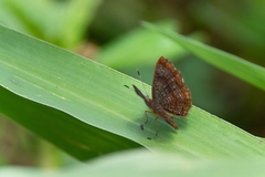 Calephelis braziliensis