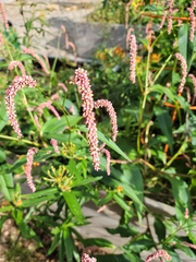 Persicaria