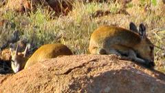 Oreotragus oreotragus transvaalensis