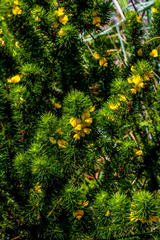 Aspalathus dahlgrenii