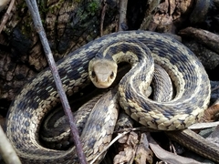 Thamnophis sirtalis semifasciatus
