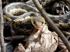 Thamnophis sirtalis semifasciatus