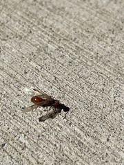 Manica