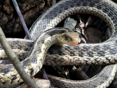 Thamnophis sirtalis semifasciatus
