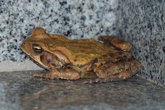 Striped Toad photo 4