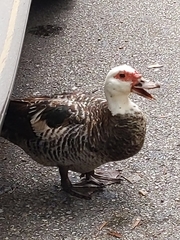 Cairina moschata domestica
