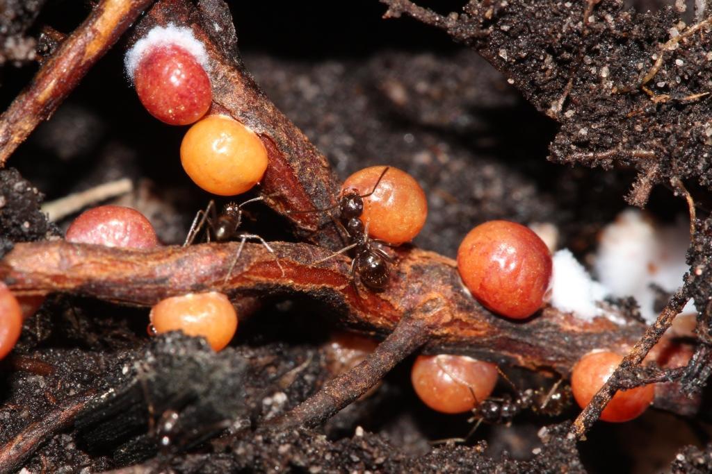 ground pearls