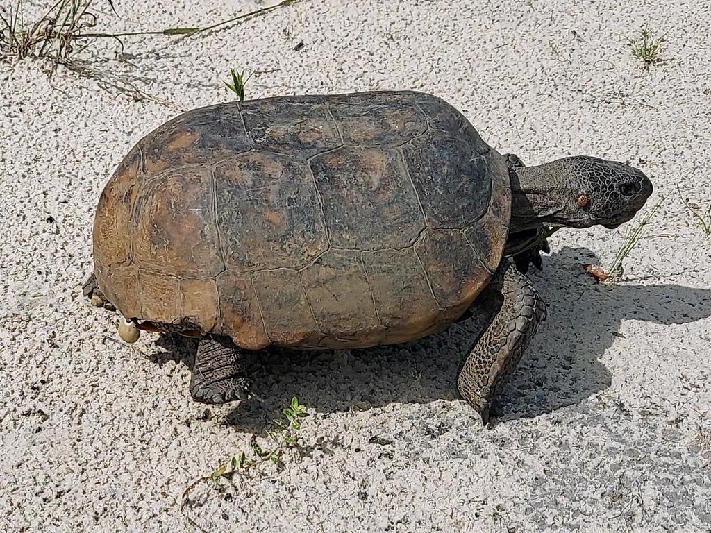 Gopher tortoise tick