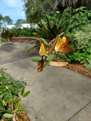 Anelosimus studiosus