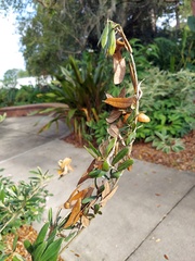 Anelosimus studiosus