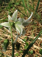 Ornithogalum nutans