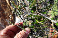Acmadenia maculata