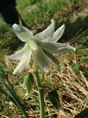 Ornithogalum nutans