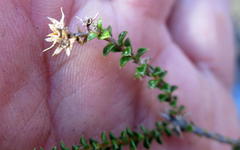 Acmadenia maculata